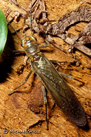 Stonefly- Hesperoperla pacifica- adult