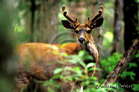 #075 Blacktail deer buck.jpg