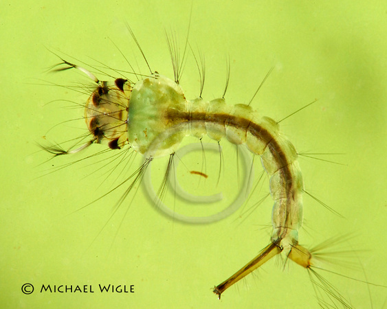 DSC_3293-Culex territans (Mosquito) larva