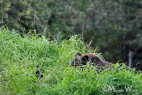_MJW9329-Griz sow & cub in the tall grass