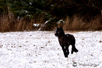 _DSC7469-Wolf on the move