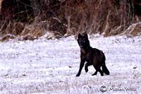 _DSC7604-Young Wolf