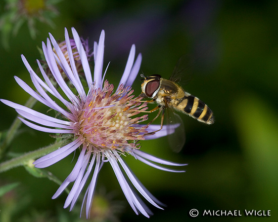 Douglas Aster and Flowerfly