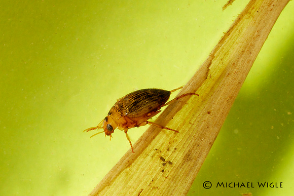 DSC_3294-Water beetle.jpg