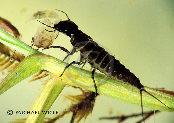 WaterBeetle- Dytiscid larva- with prey.jpg