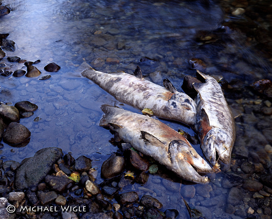 Chum Salmon carcasses