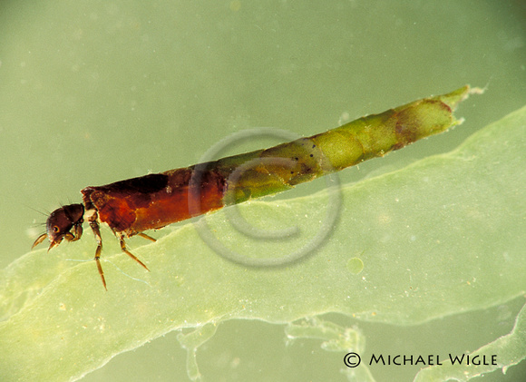 Caddis Larva - Limnephilid sp.jpg