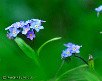 _MJW4084-Forget-Me-Nots