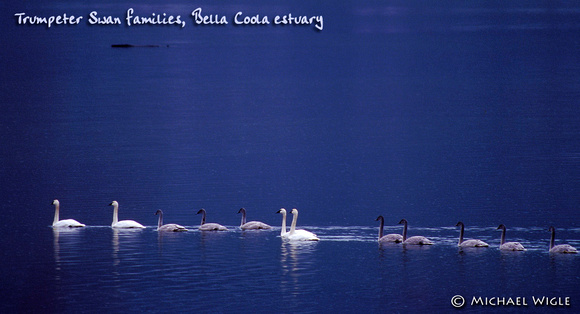 Trumpeter Swan Families