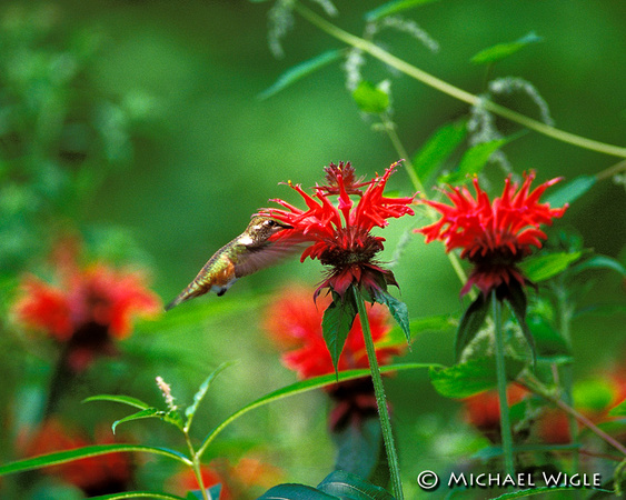 Rufous Hummingbird and Beebalm