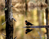 Redwing Blackbird in Song