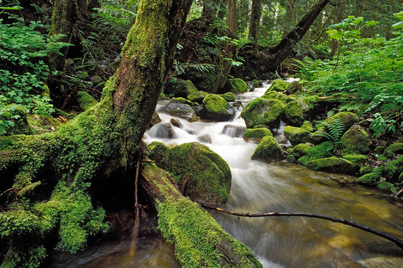 Rainforest stream(85-24-96).jpg