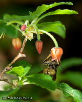 False Azalea Blooms and Bee