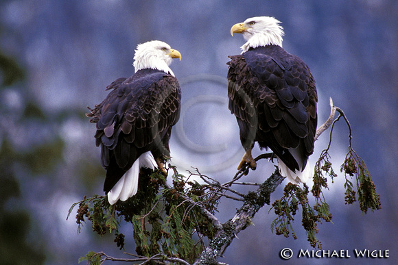 Eagle Pair in Winter