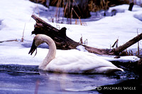 Swan,Trumpeter- foraging (11-27-97).jpg