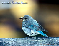 Mt. Bluebird female
