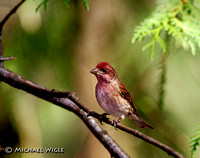 Purple Finch male