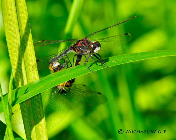 _MWB8936-Dragonflies-mating.jpg