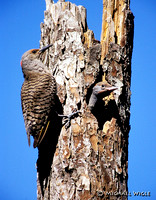 Northern Flicker and Young