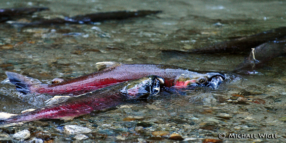 _MWB4323-Coho males-sparring