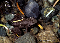 Tailed Frog adult