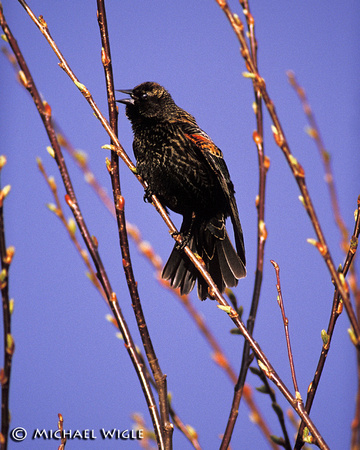 Redwinged Blackbird juvenile