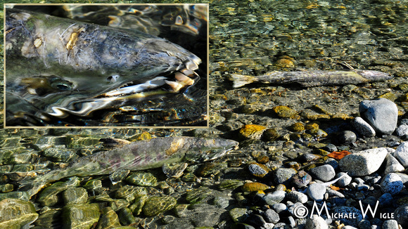 _MWB0443-Chum Salmon spawners-Thorsen Creek