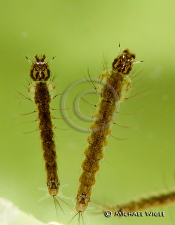 DSC_3423-Anopholes sp larvae.jpg