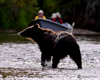 Bears-2012-2013