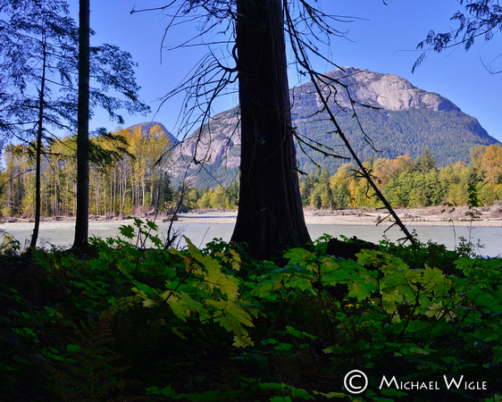 _DSC0909-Bella Coola River view and forested bankside