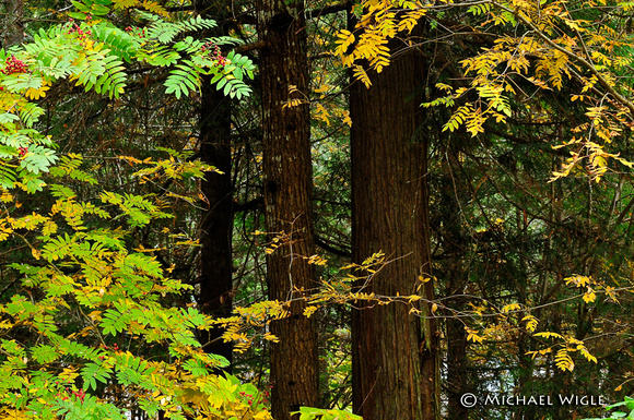 _MWB3363-Cedar-Hemlock-Ash forest