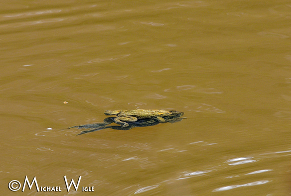 _MWC0329-mating Northwestern Toads