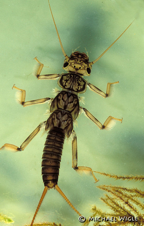 Stonefly-Calineuria californica-mat Nymph-1
