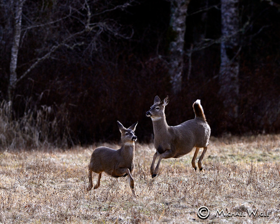 _DSC6313-Blacktail Deer