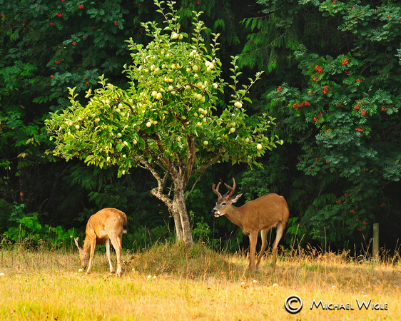 _MWC6256-Deer and AppleTree