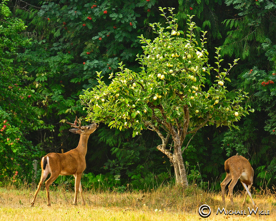 _MWC6270-Deer & AppleTree