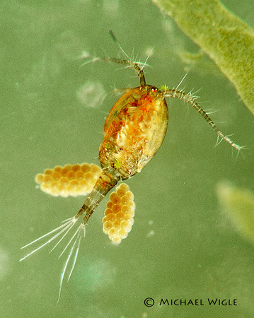 Copepod (Cyclops), female with eggs