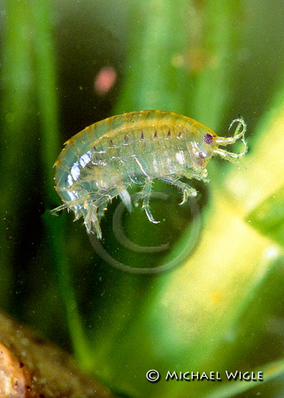 Freshwater shrimp- Hyalella azteca.jpg