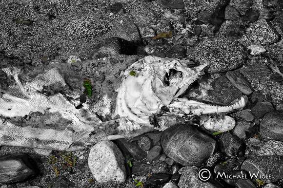 _MJW8598-Chum male carcass