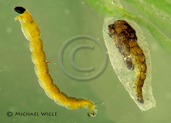 Plankton- Chironomid larva & pupa.jpg