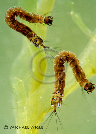 Plankton- Dixa midge larvae.jpg