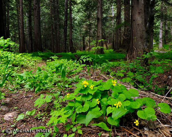 _MWB7278-Yellow Wood Violets-Bella Coola forest-Spring