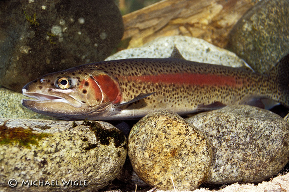 Rainbow Trout - male adult
