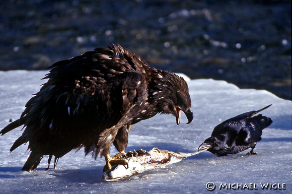 Eagle, Raven and Coho Carcass
