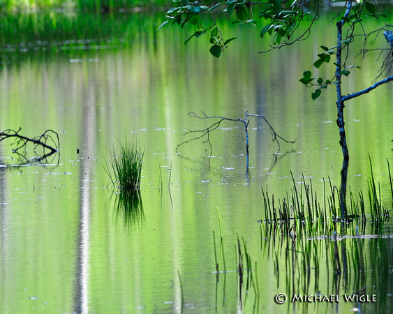 _MWB7912-Walker Island Pond in Spring