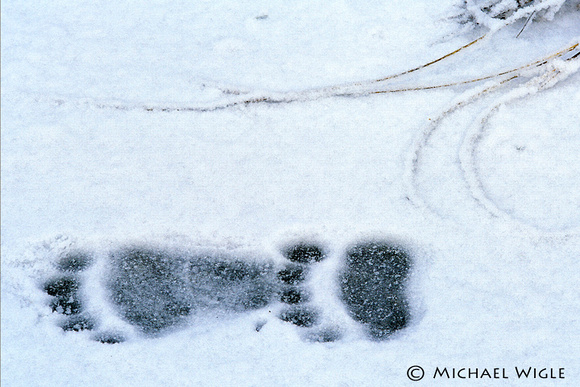 #147- Bear tracks in winter