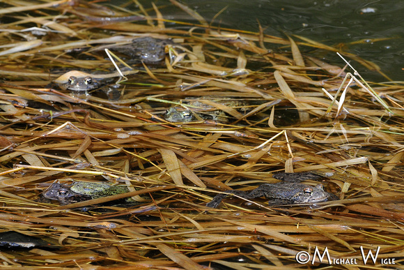 _MWC0435-Mating Northwestern Toads
