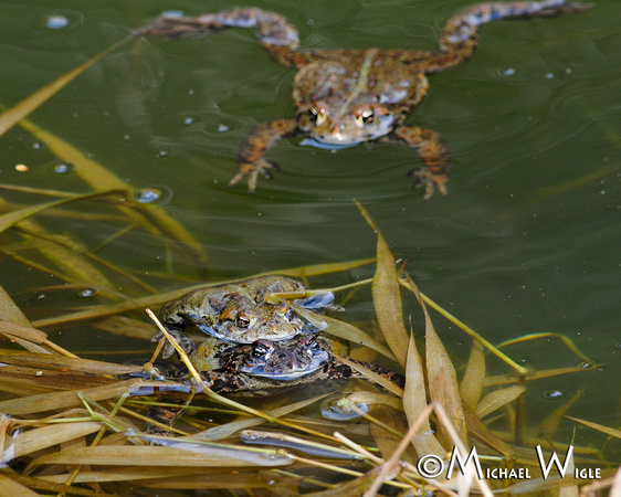_MWC0469-mating Northwestern Toads