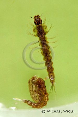 DSC_3436-Anopheles sp (mosquito) larva&pupa.jpg