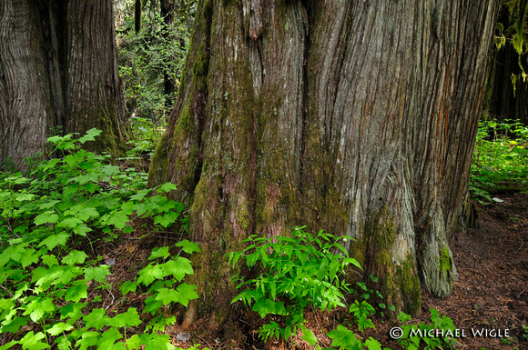 _MWB7218-BCForest-old growth-understory